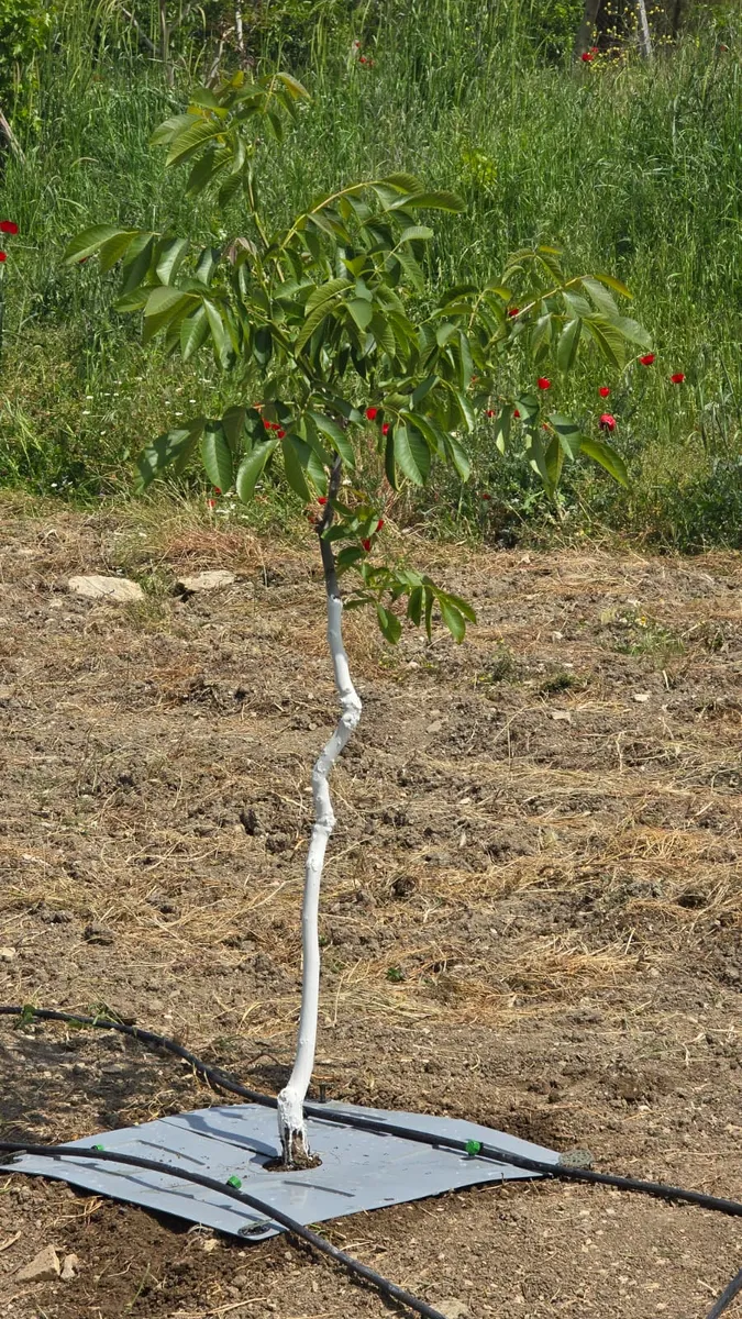 Arslan Eko Malç Aparatı (50'li Paket)